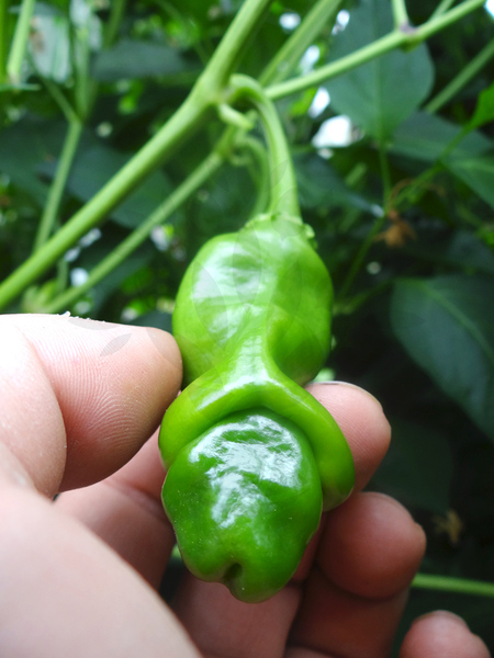 Penis Pepper 84