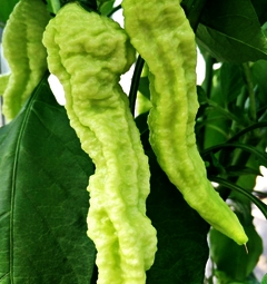 Bhut Jolokia White