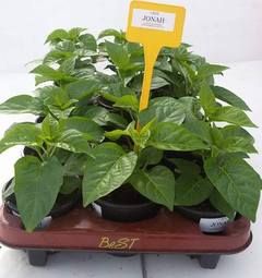 Sazenice 7 Pot Jonah