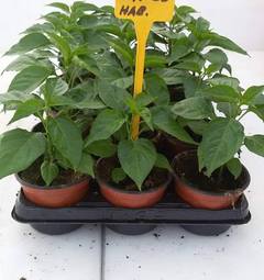 Sazenice Habanero Orange