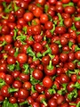 Cherry Podvodnice