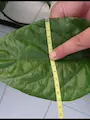 Semena chilli, Trinidad Scorpion Moruga, list Morugy se svinovacím metrem, šířka listu 13 cm