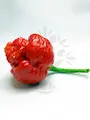 Semena chilli, Trinidad Scorpion Moruga, zralá paprička Moruga z profilu na bílém podkladě