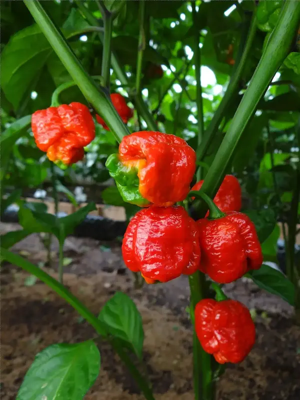 Semena chilli, Trinidad Scorpion Moruga, zrající papričky na keři ve skleníku, pěstováno v Nové Pace jako první v Česku