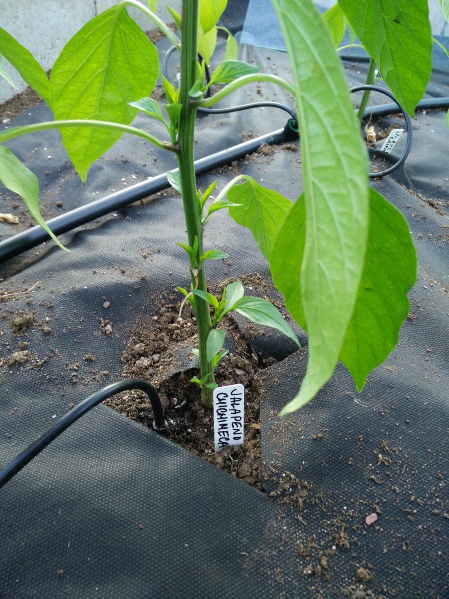 Zaštipování  u Capsicum Annuum