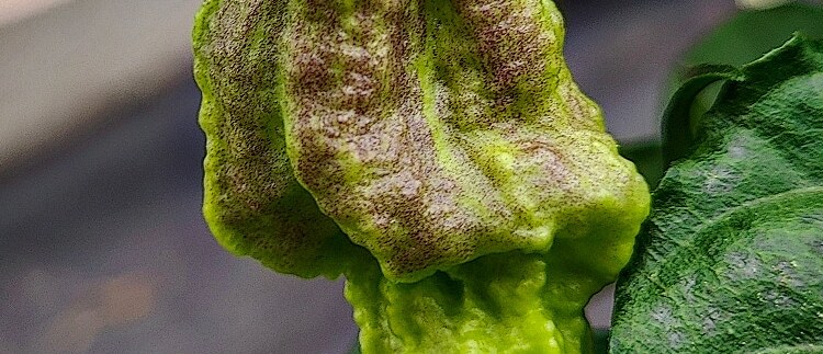NEJPÁLIVĚJŠÍ CHILLI PAPRIČKA ČESKO SLOVENSKA! <BR> 7 POT CHERNOBYL DISASTER<BR>1 502 976 SHU