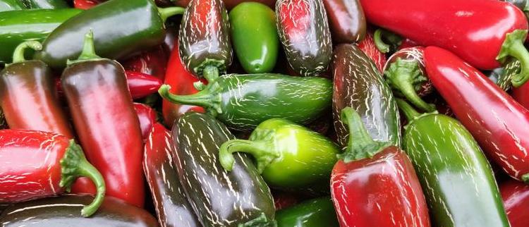 ČERSTVÉ PAPRIČKY JALAPENO <BR/> V PRODEJI PRÁVĚ TEĎ! <br> ZASÍLÁME I NA SLOVENSKO
