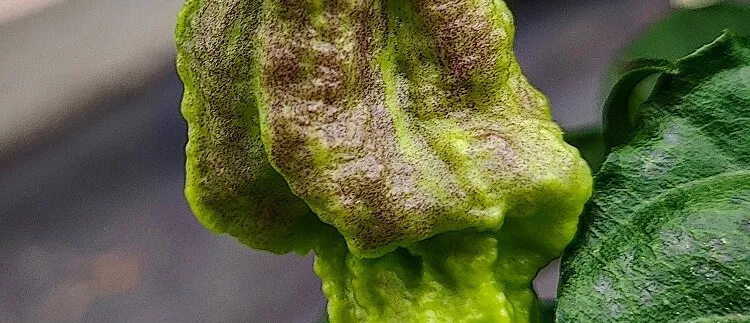 NEJPÁLIVĚJŠÍ CHILLI PAPRIČKA ČESKO SLOVENSKA! <BR> 7 POT CHERNOBYL DISASTER<BR>1 502 976 SHU