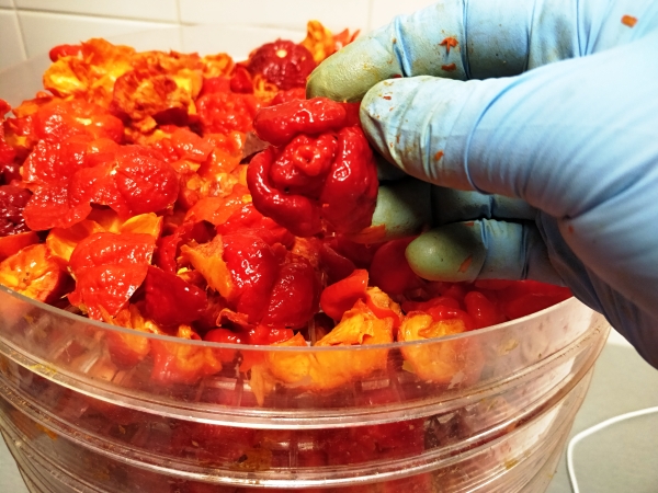 Jak sušit chilli papričky?