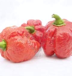 Trinidad Scorpion Satan