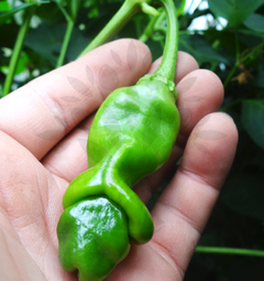 Red Peter Penis Pepper