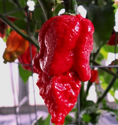7 Pot Apocalypse