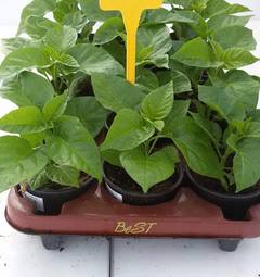 Sazenice Trinidad Scorpion Moruga