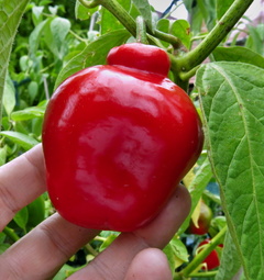Manzano Rocoto Red