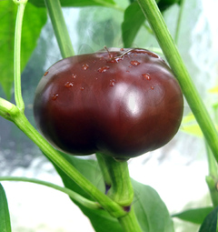 Cherry Chocolate