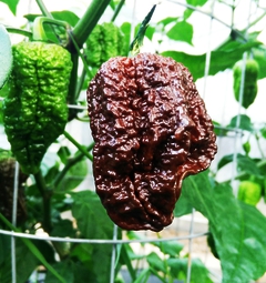 Nagabrain Chocolate