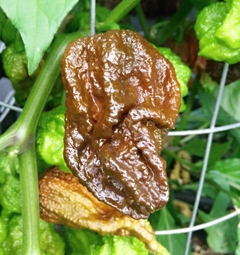 Bhut Jolokia Chocolate