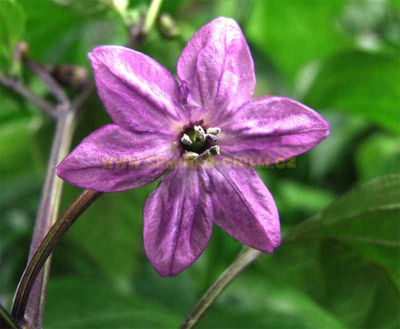 Capsicum annum