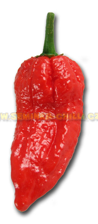 Dorset Naga paprika