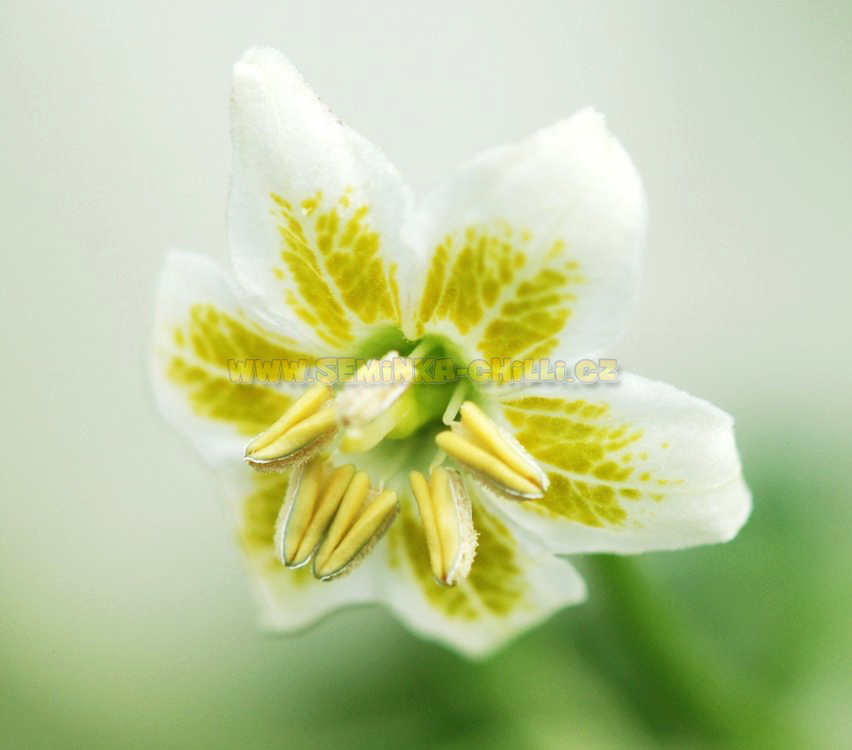 Capsicum Baccatum