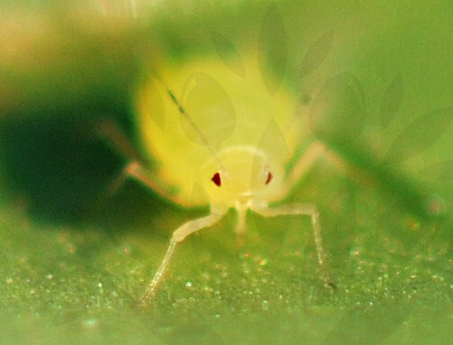 Mšice na paprikách Mšice na paprikách