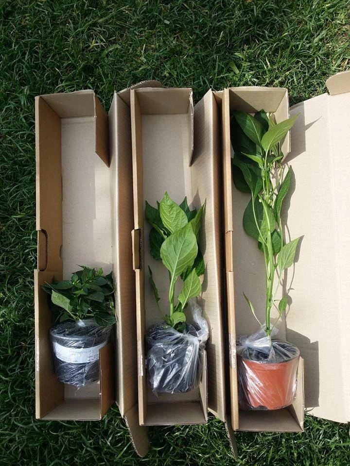 Sazenice chilli po doručení do Bratislavy - otevřená krabice zákazníkem