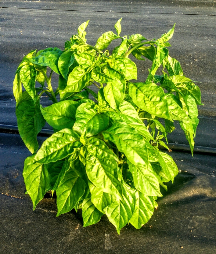 Jak zaštipovat mladou papriku? Jak zaštipovat mladou papriku?