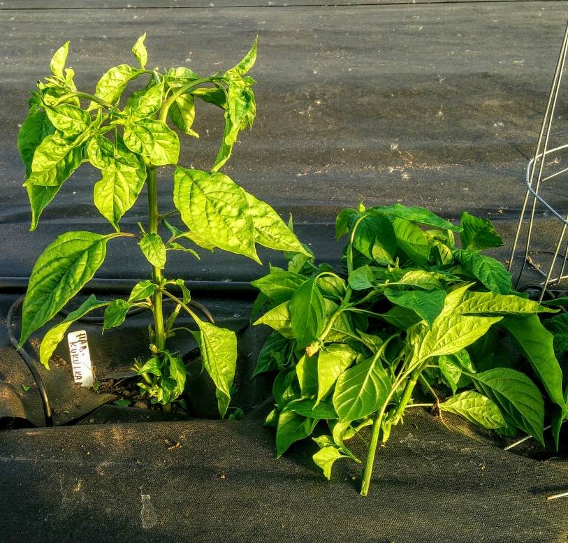 Jak zaštipovat papriku? Jak zaštipovat papriku?