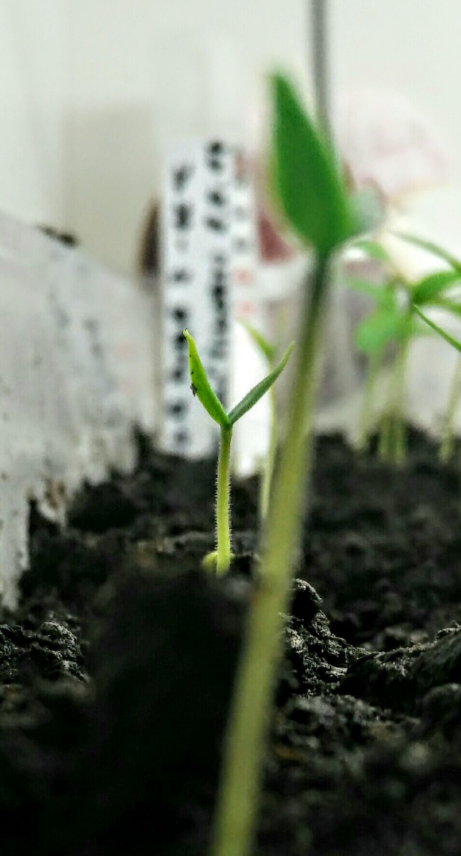 Klíční rostlina Hyper Pube Klíční rostlina Hyper Pube