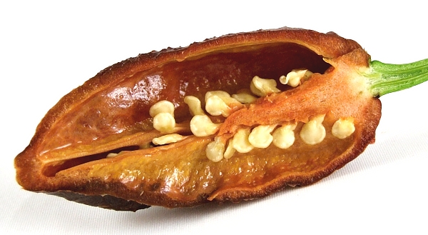 Semínka chilli papriček Semínka chilli papriček