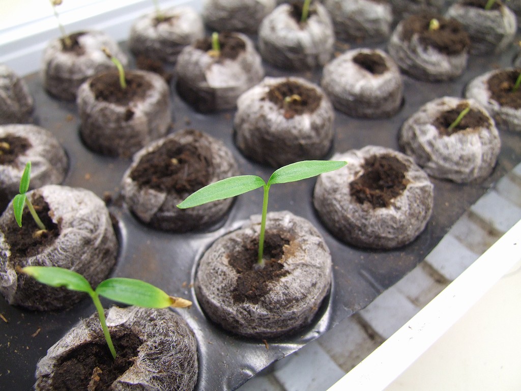 Klíčení chilli papriček Klíčení chilli papriček