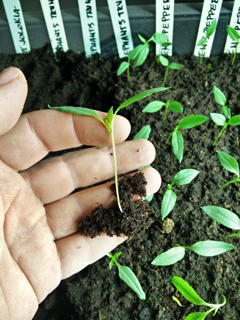 Pikýrování papriky Pikýrování papriky