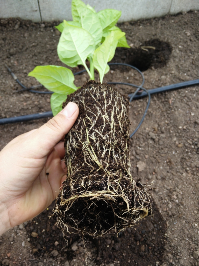 Přesazeni papriky kořeny