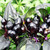 Black Pearl | semena chilli 10 ks