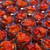 Carolina Reaper Podvodnice