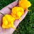 Carolina Reaper Yellow