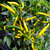 Cayenne Yellow