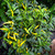Cayenne Yellow