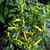 Cayenne Yellow
