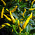 Cayenne Yellow