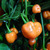 Habanero Orange