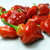 Habanero Tasmanian