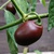 Mini Rocoto Brown