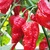 Naga Morich