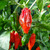 Naga Morich