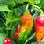 Naga Morich