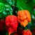 Sazenice Carolina Reaper Original