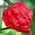 Sazenice Carolina Reaper Original