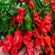 Sazenice Carolina Naga Morich