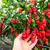 Sazenice Naga Morich